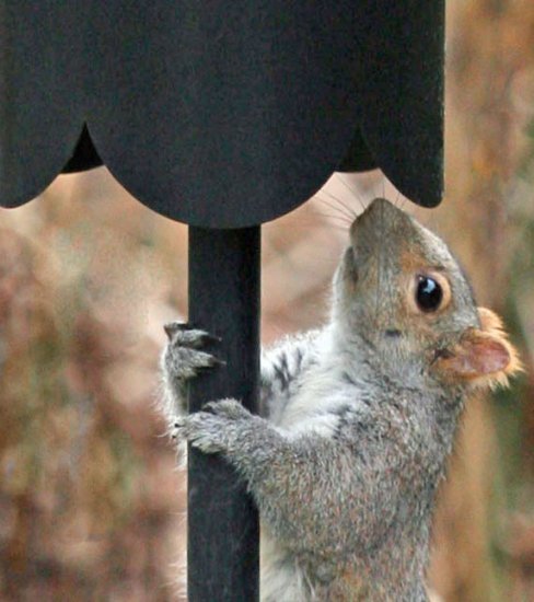 (image for) SB1D - Dome Top Squirrel Baffle /Squirrel Guard - USA