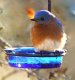 MWFWH - Hanging Glass Cup Feeder - Blue
