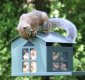 SQF1G - Bird Proof Squirrel Feeder - USA