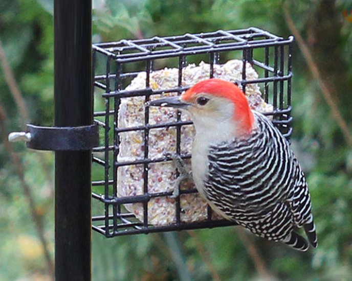 (image for) SUET2 - Single Suet Feeder - USA