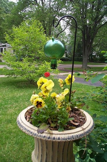 (image for) CHFP - Container Hummingbird Feeder Hanger - USA