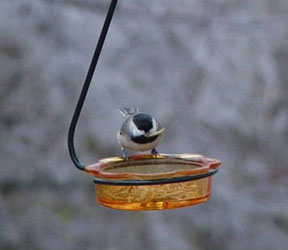 (image for) JCPWH - Hanging Glass Cup Feeder - Orange