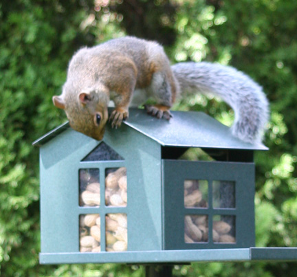 (image for) SQF1G - Bird Proof Squirrel Feeder - USA