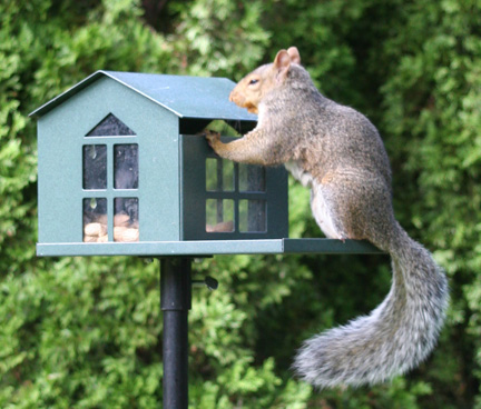 (image for) SQF1G - Bird Proof Squirrel Feeder - USA