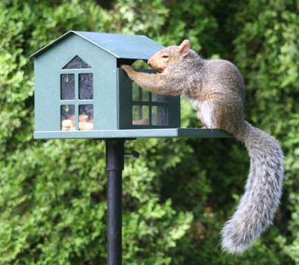 (image for) SQF1G - Bird Proof Squirrel Feeder - USA