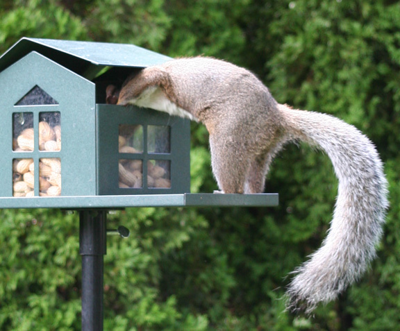 (image for) SQF1G - Bird Proof Squirrel Feeder - USA