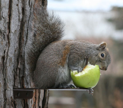 (image for) SQF2 - Squirrel Platform Feeder