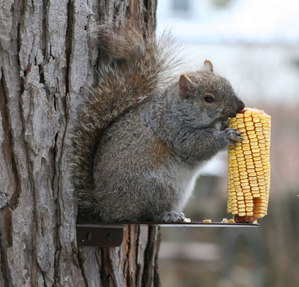 (image for) SQF2 - Squirrel Platform Feeder