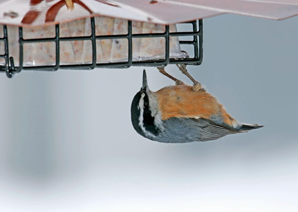 (image for) SUET3S - Upside Down Suet Feeder - USA